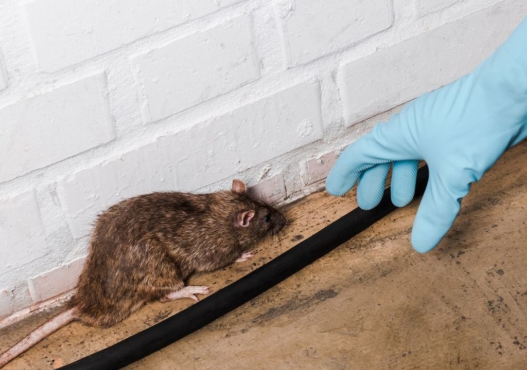 Bathrooms and Laundry Rooms mice control services