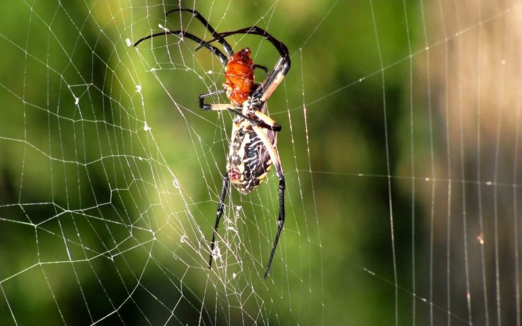The Connection Between Home Maintenance and Spider Activity