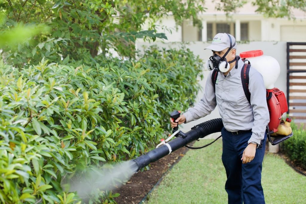 Natural Ways to Reduce Mosquito Populations