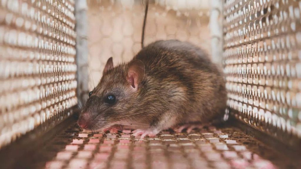 How Rodents Attract Insects and Other Unwanted Visitors