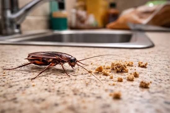 EntoLogic ant and roach treatment