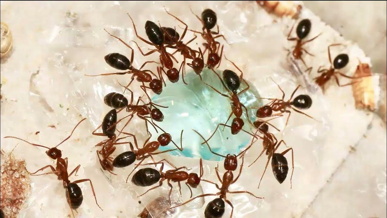 How Professionals Identify the Source of an Infestation