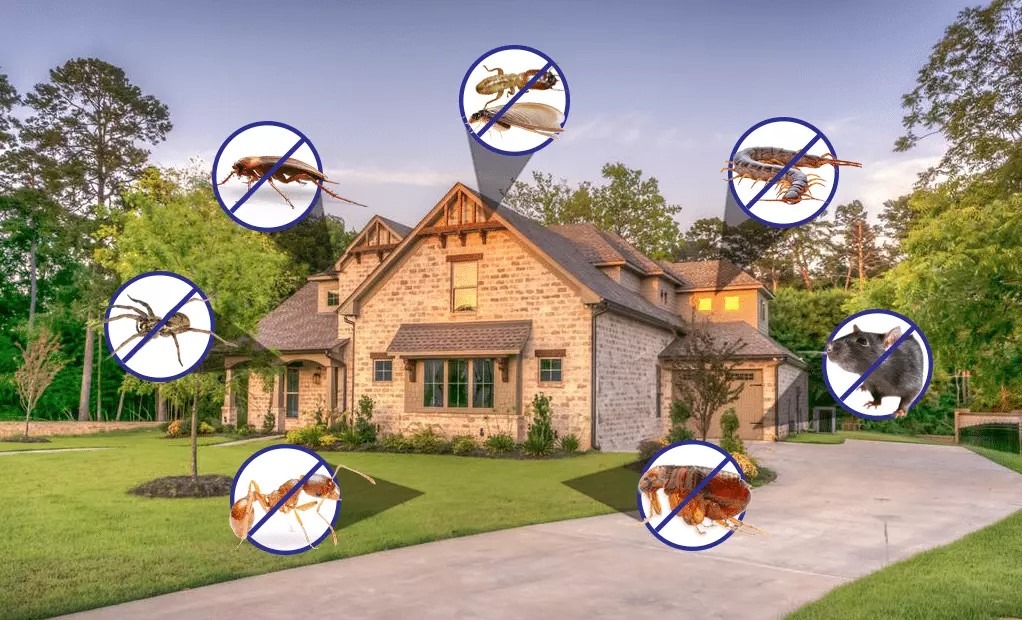 How Pest Control Services Prevent Infestations