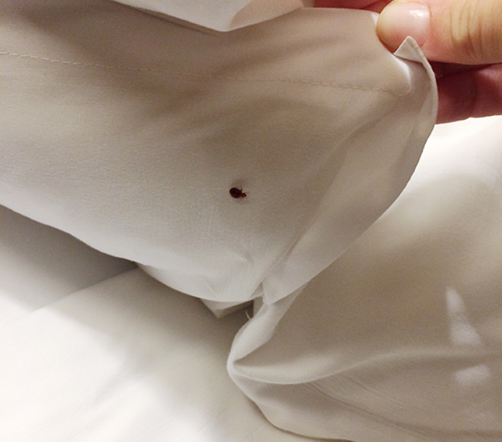 Bed bug control monitoring and inspection tools used in bed bug control management