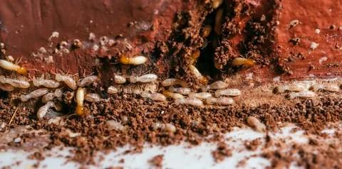 Termite control through regular home maintenance and termite control inspection