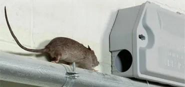Rodent control service attic inspection evidence checked by rodent control service