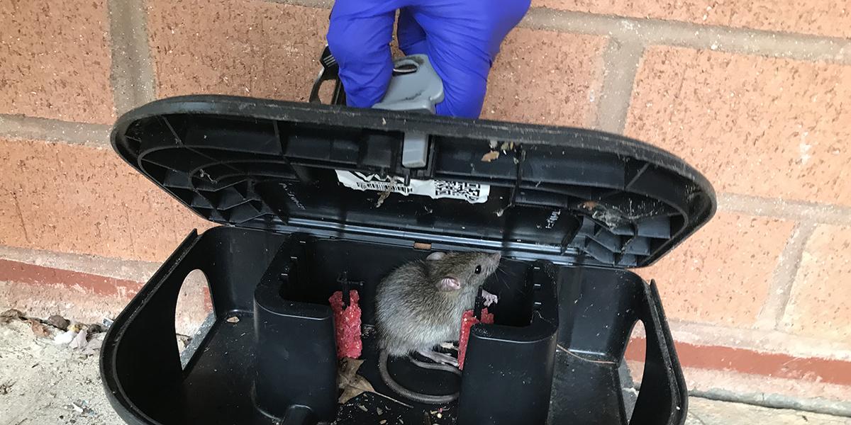 Commercial rodent control inspection tracing entry points for commercial rodent control