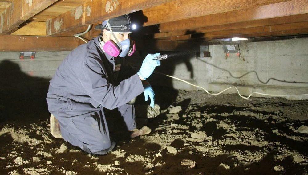 Professional termite control inspector tracing hidden termite colony activity during termite inspection